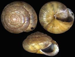 Attēlu rezultāti vaicājumam “Diderma globosum macro”