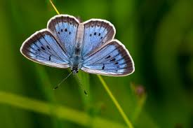 Attēlu rezultāti vaicājumam “Maculinea teleius underside”