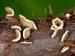 Attēlu rezultāti vaicājumam “Physarum bivalve”