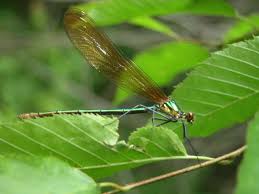 Attēlu rezultāti vaicājumam “Calopterygidae”