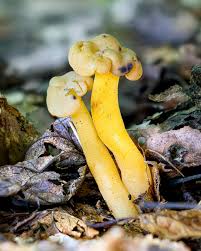 Attēlu rezultāti vaicājumam “Leotia lubrica”