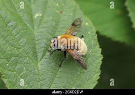 Attēlu rezultāti vaicājumam “Arctophila superbiens”