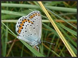 Attēlu rezultāti vaicājumam “Plebejus argyrognomon”