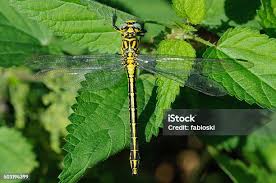 Attēlu rezultāti vaicājumam “Gomphus flavipes”