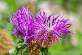 Attēlu rezultāti vaicājumam “Centaurea phrygia flower”