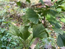 Attēlu rezultāti vaicājumam “Ginkgo biloba leaf”