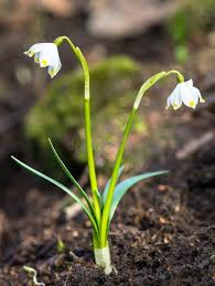 Attēlu rezultāti vaicājumam “Leucojum vernum var. vernum flower”