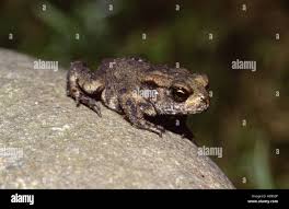Attēlu rezultāti vaicājumam “Bufo bufo juvenile”