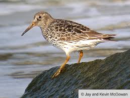Attēlu rezultāti vaicājumam “Calidris maritima adult”