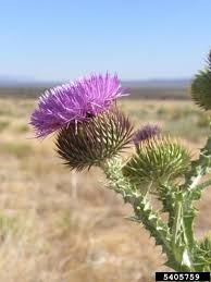 Image result for Onopordum acanthium