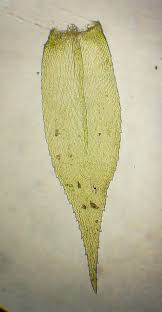 Attēlu rezultāti vaicājumam “Isothecium myosuroides”