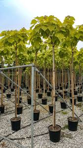 Attēlu rezultāti vaicājumam “Catalpa”