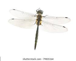 Attēlu rezultāti vaicājumam “Somatochlora flavomaculata”