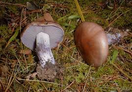 Attēlu rezultāti vaicājumam “Lepista nuda”