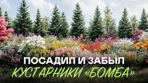 Attēlu rezultāti vaicājumam “Dianthus borbassii”