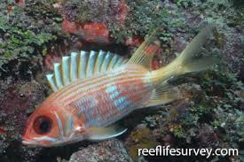 Image result for Holocentrus adscensionis