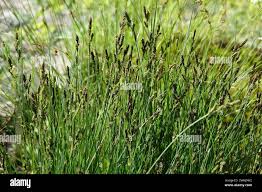 Attēlu rezultāti vaicājumam “Carex hartmanii”