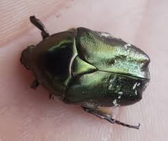 Attēlu rezultāti vaicājumam “Potosia cuprea imago”