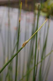Attēlu rezultāti vaicājumam “Schoenoplectus lacustris subsp. glaucus bud”