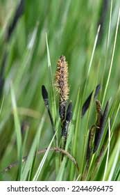 Attēlu rezultāti vaicājumam “Carex hirta male flower”