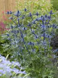 Image result for Eryngium `Blue Hobbit`