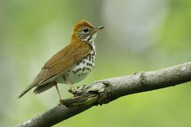 Image result for Hylocichla mustelina