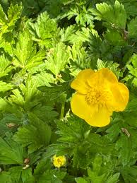Attēlu rezultāti vaicājumam “Ranunculus repens flower”