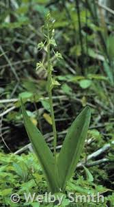 Attēlu rezultāti vaicājumam “Liparis loeselii fruit”
