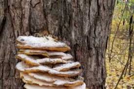 Attēlu rezultāti vaicājumam “Climacodon septentrionalis”