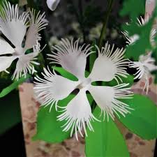 Attēlu rezultāti vaicājumam “Dianthus arenarius leaf”