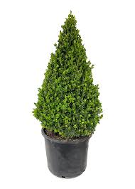 Attēlu rezultāti vaicājumam “Buxus sempervirens”
