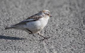 Attēlu rezultāti vaicājumam “Plectrophenax nivalis”