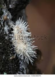 Attēlu rezultāti vaicājumam “Tilachlidium brachiatum”