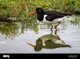 Attēlu rezultāti vaicājumam “Haematopus ostralegus”