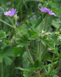 Attēlu rezultāti vaicājumam “Geranium pyrenaicum”