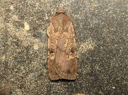 Attēlu rezultāti vaicājumam “Euxoa nigricans”