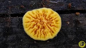 Attēlu rezultāti vaicājumam “Pseudomerulius aureus”