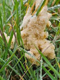 Attēlu rezultāti vaicājumam “Didymium spongiosum spores”