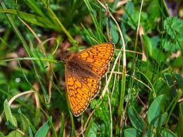 Attēlu rezultāti vaicājumam “Boloria eunomia”