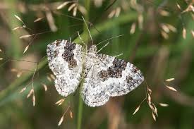 Attēlu rezultāti vaicājumam “Epirrhoe alternata”