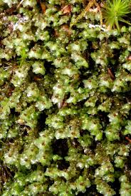 Attēlu rezultāti vaicājumam “Scapania nemorea”