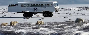Image result for tundra buggy