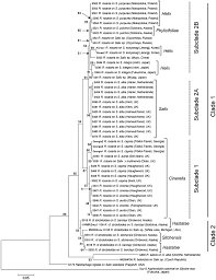 Attēlu rezultāti vaicājumam “Rabdophaga degeeri”