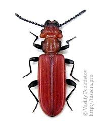 Attēlu rezultāti vaicājumam “Cucujus cinnaberinus”
