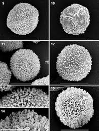 Attēlu rezultāti vaicājumam “Didymium squamulosum stalked”