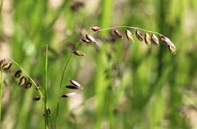 Attēlu rezultāti vaicājumam “Melica nutans flower”