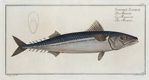 Image result for Scomber scombrus