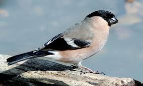 Attēlu rezultāti vaicājumam “Pyrrhula pyrrhula female”