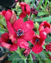 Attēlu rezultāti vaicājumam “Rosa villosa fruit”
