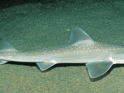 Image result for Mustelus asterias